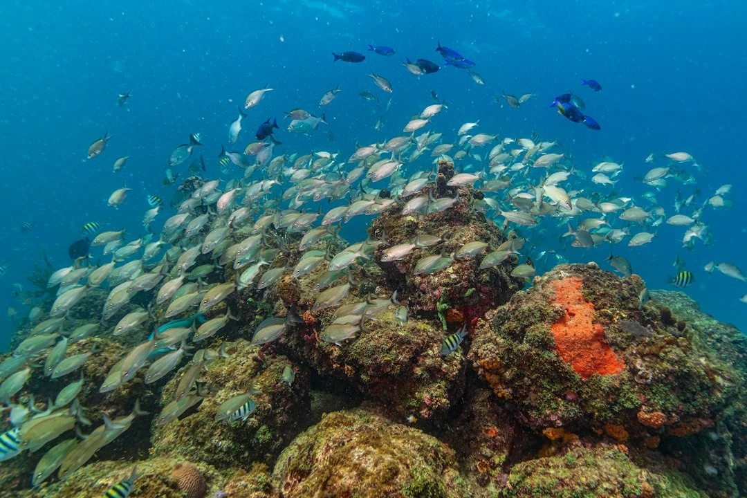 Du khách snorkeling trên rạn san hô đầy màu sắc dưới biển El Nido